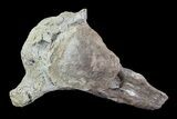 Tall Mosasaur (Platecarpus) Caudal Vertebra - Kansas #93758-2